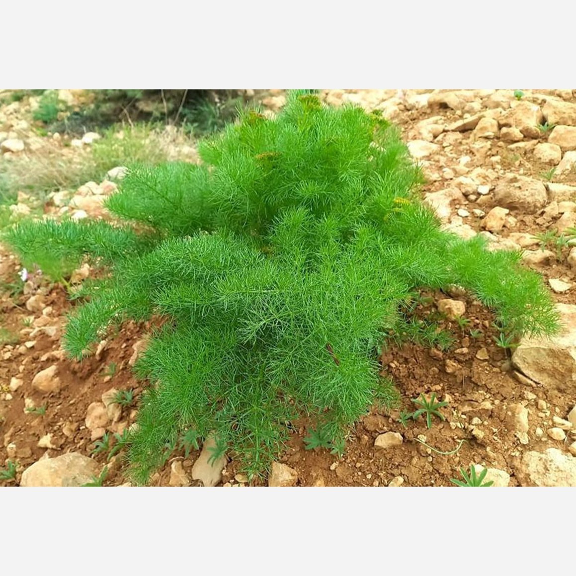 بذر جاشیر خوراکی خوش عطر زاگرس بسته 5 عددی