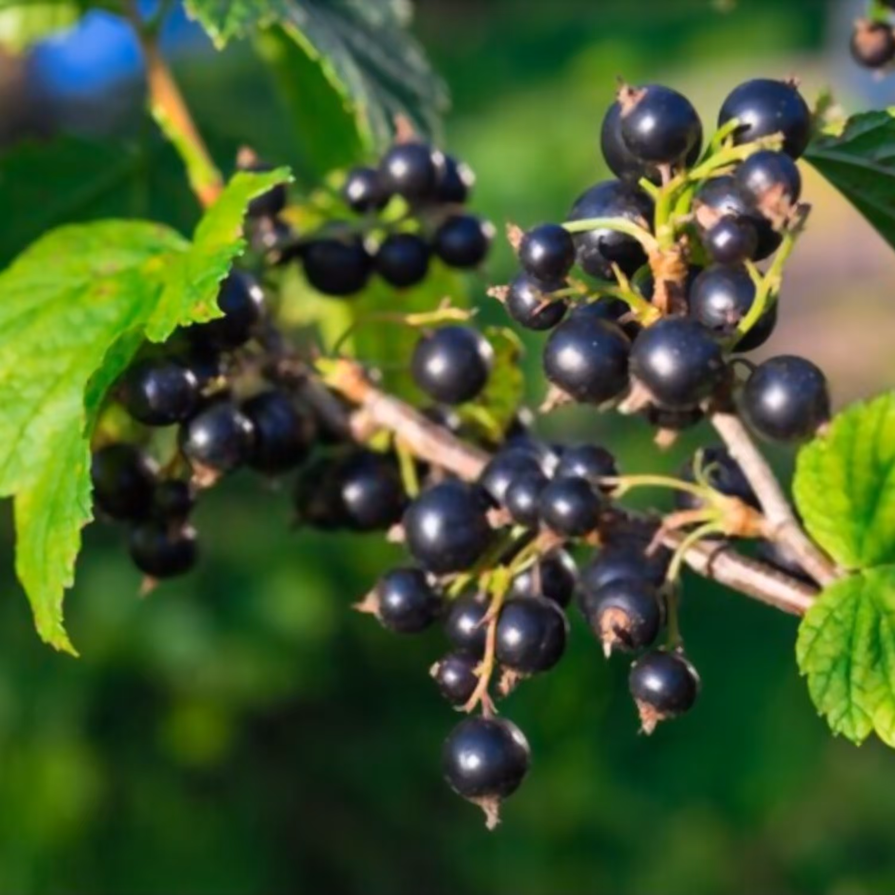 بذر انگور فرنگی (کارنت) مشکی