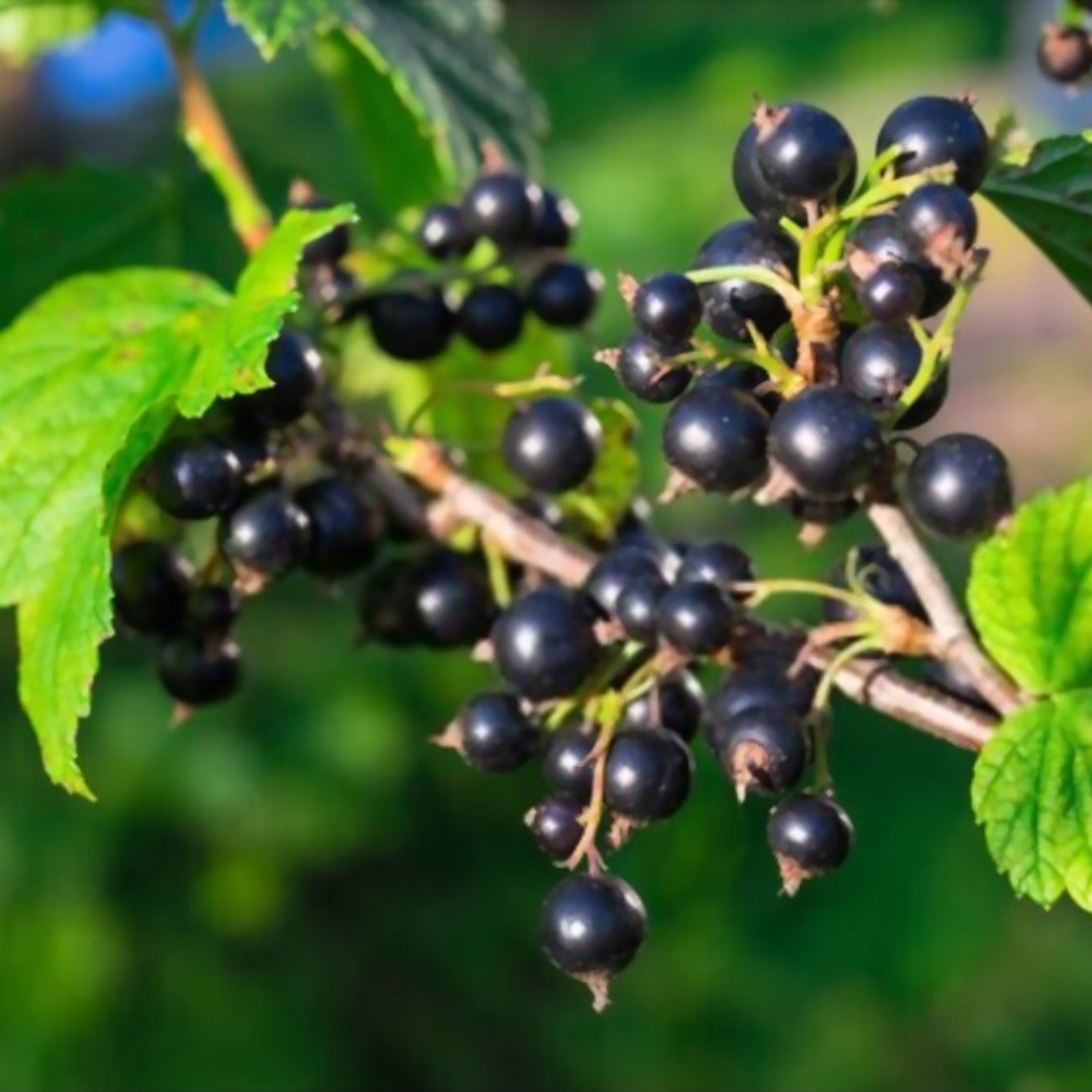 بذر انگور فرنگی (کارنت) مشکی