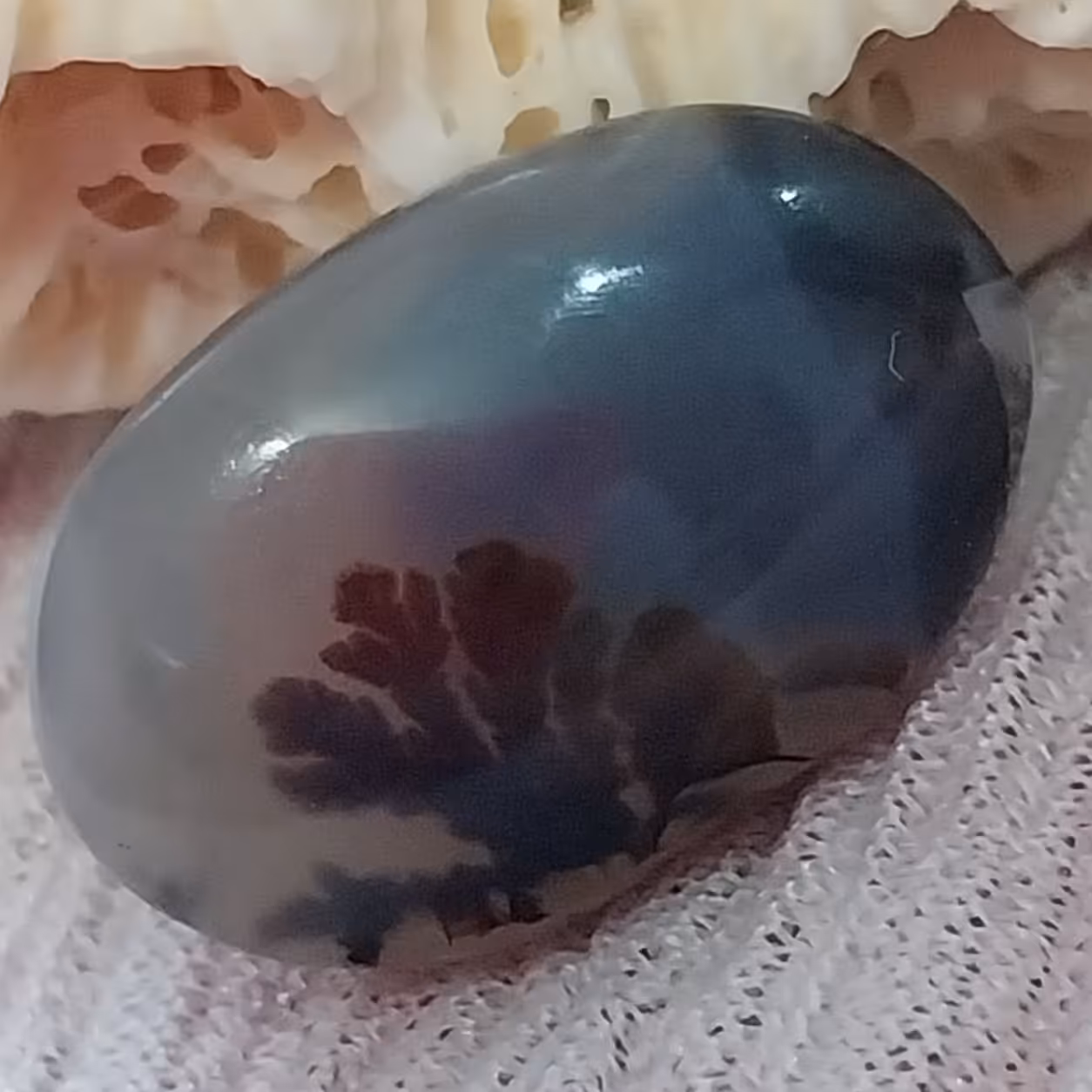 نگین شجر قاعنات درختچه واضح و بینظیر