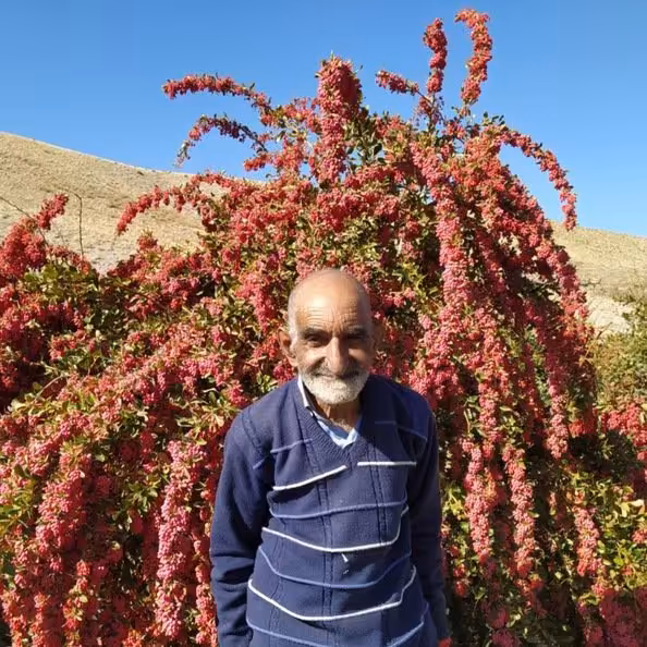 زرشک تازه بیرجند در کارتن 10کیلویی از باغات خراسان جنوبی شهرستان بیرجند