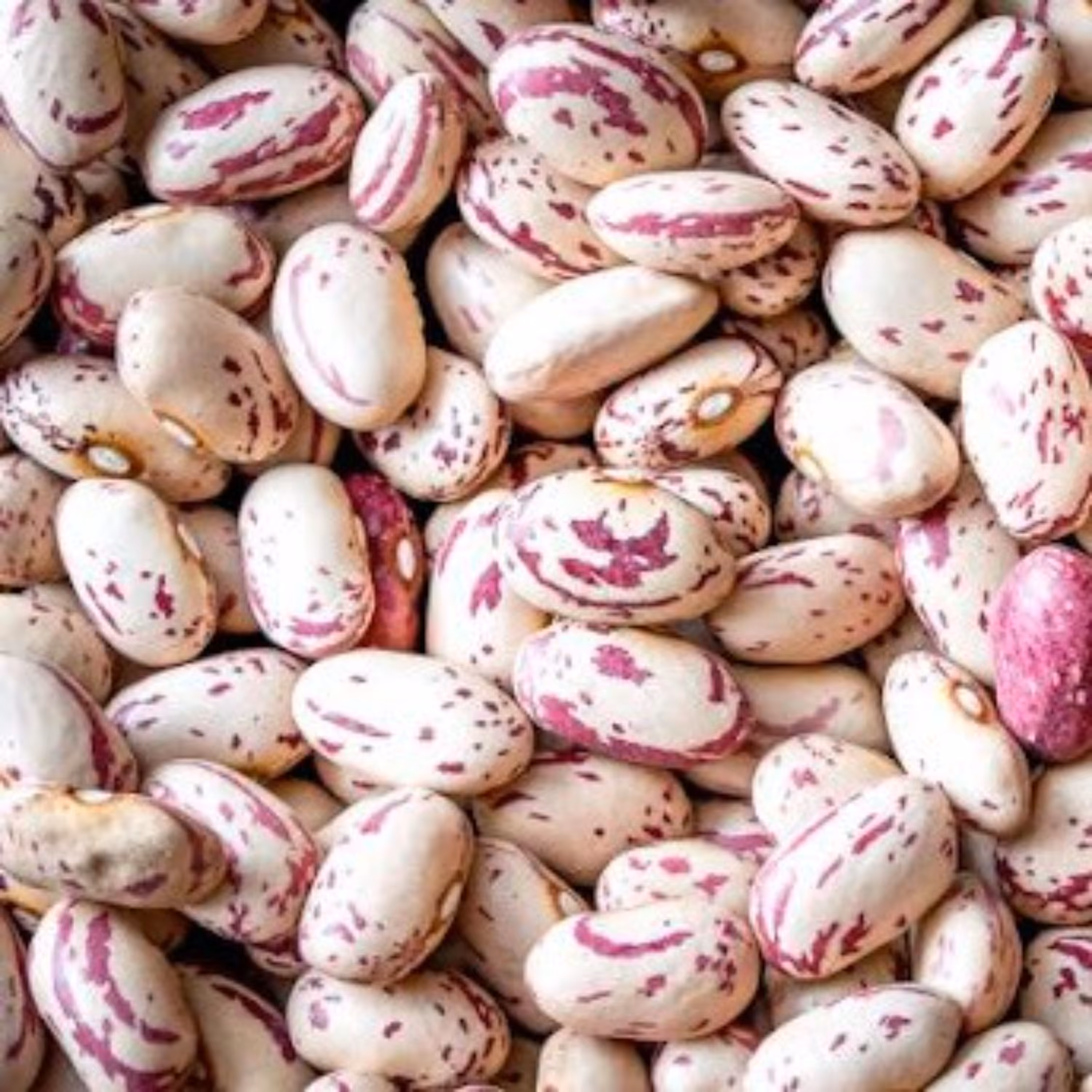 بسته 5 کیلوگرمی لوبیا چیتی گلچین طبیعی جات به آوران