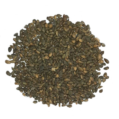 بذر درختچه کاج توپی (مشهد)