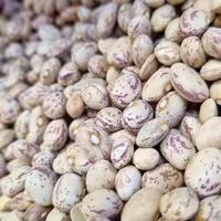 بهترین قیمت لوبیا چیتی یک کیلو خوش پخت با بهترین کیفیت