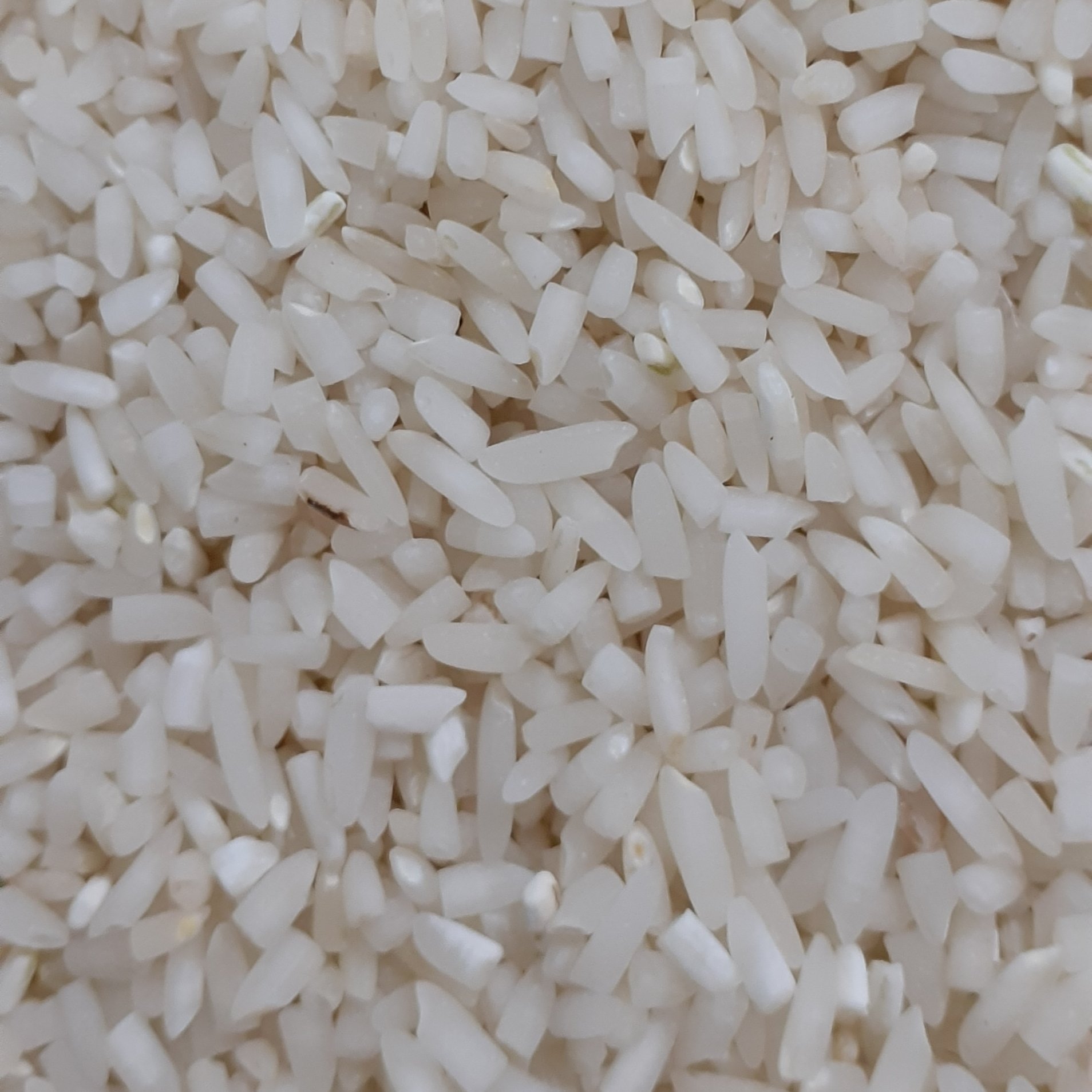 سرلاشه معطر طارم محلی کشت دوم ( دوباره کشت عطری )