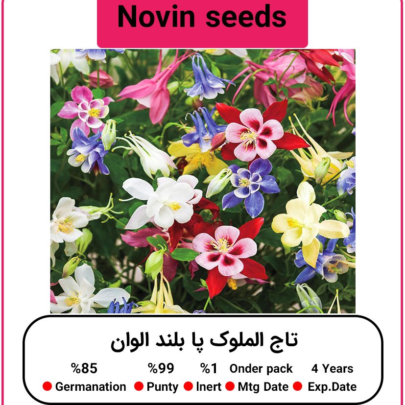 بذر گل تاج الملوک پا بلند الوان