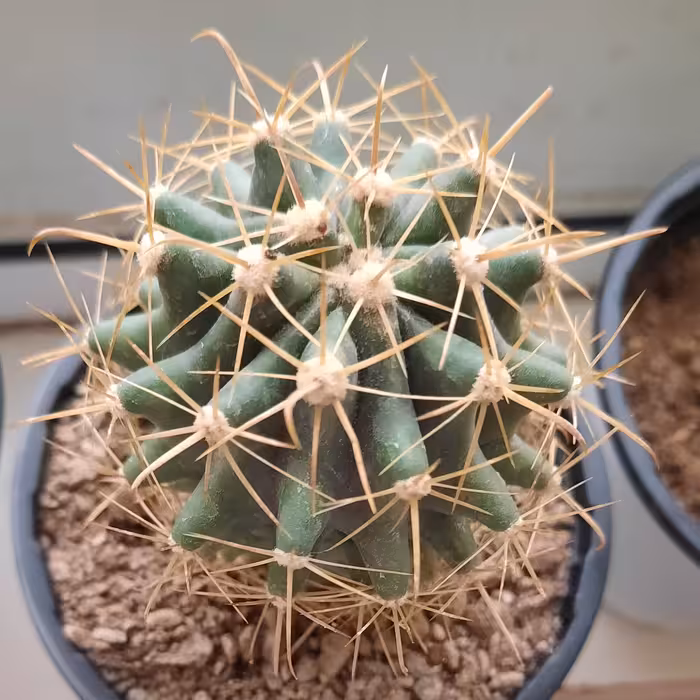 کاکتوس آچینو. گلدان8 پرریشه.  پسکرایه 