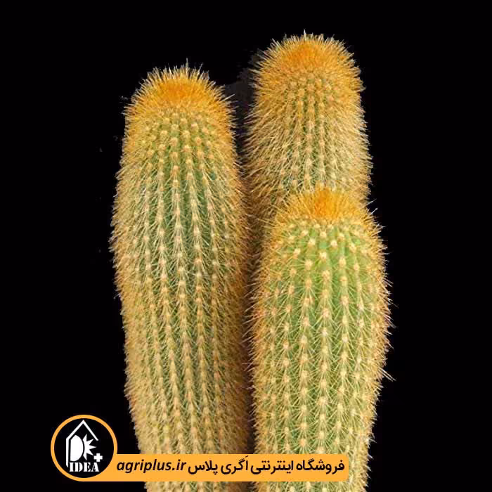 بذر کاکتوس Weberbauerocereus Johnsonii
