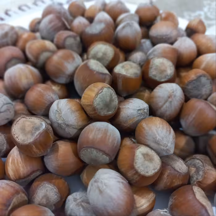 فندق درشت و تازه امساله 1 کیلویی 