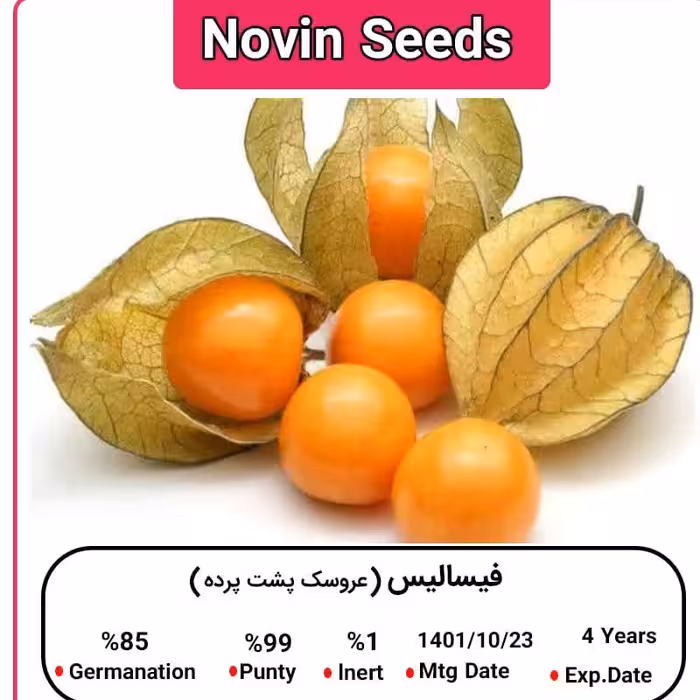 بذر فیسالیس (عروسک پست پرده)