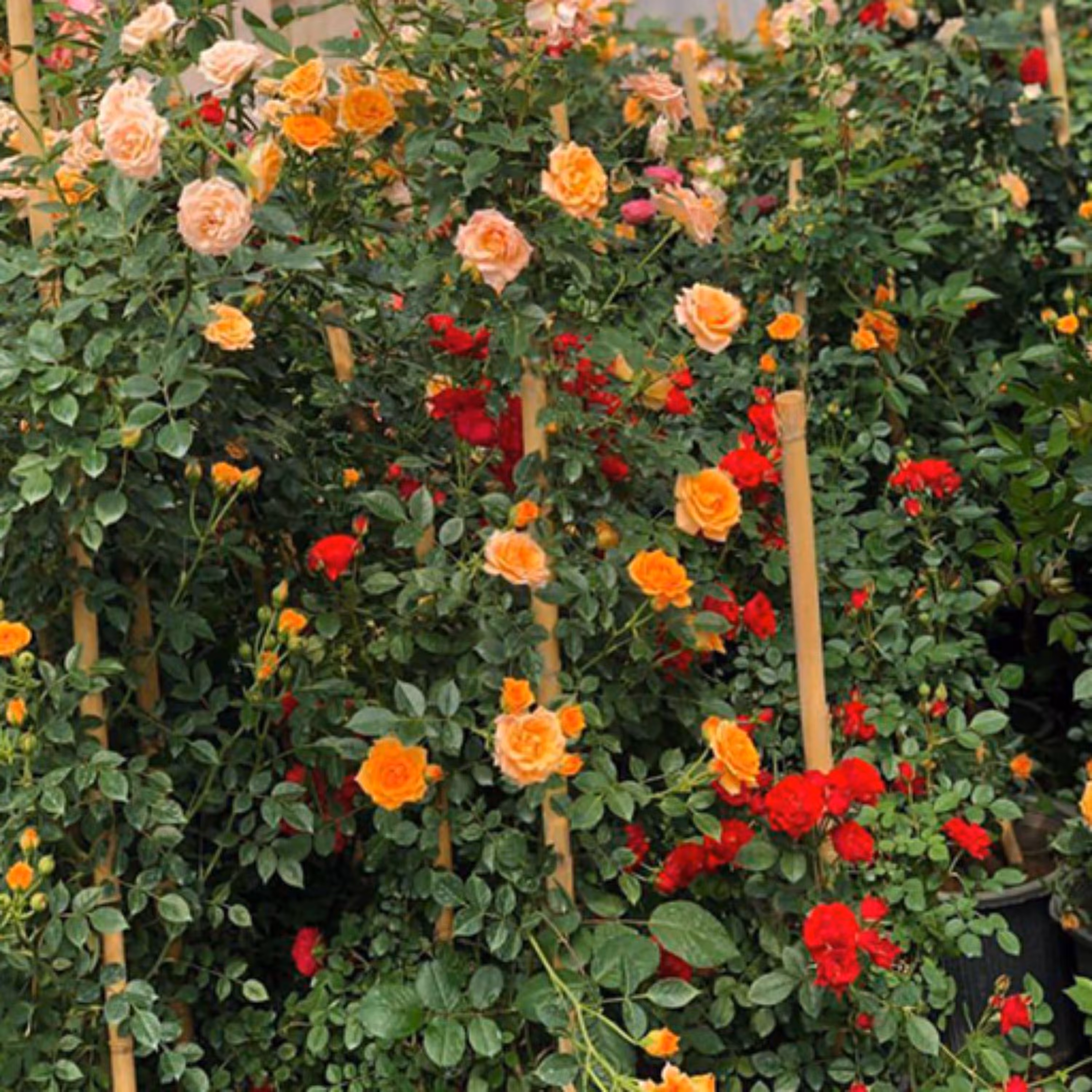 بذر رز رونده میکس 5 عددی