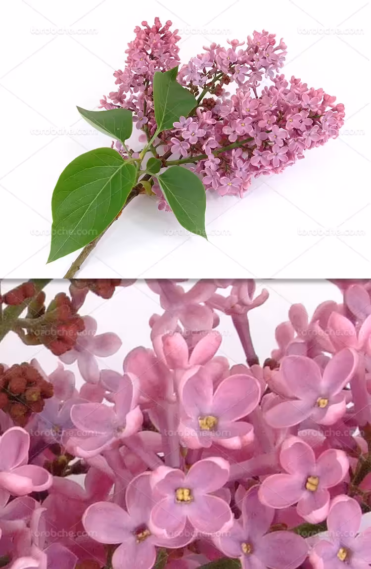 عکس گل سنبل با کیفیت | گرافیک با طعم تربچه