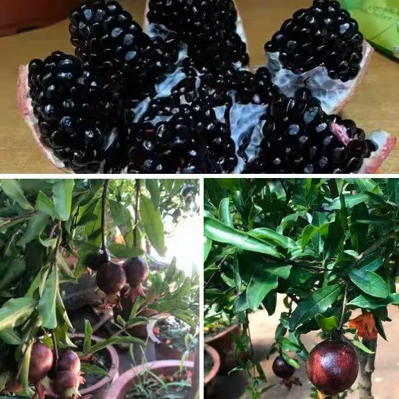 نهال انار دانه سیاه