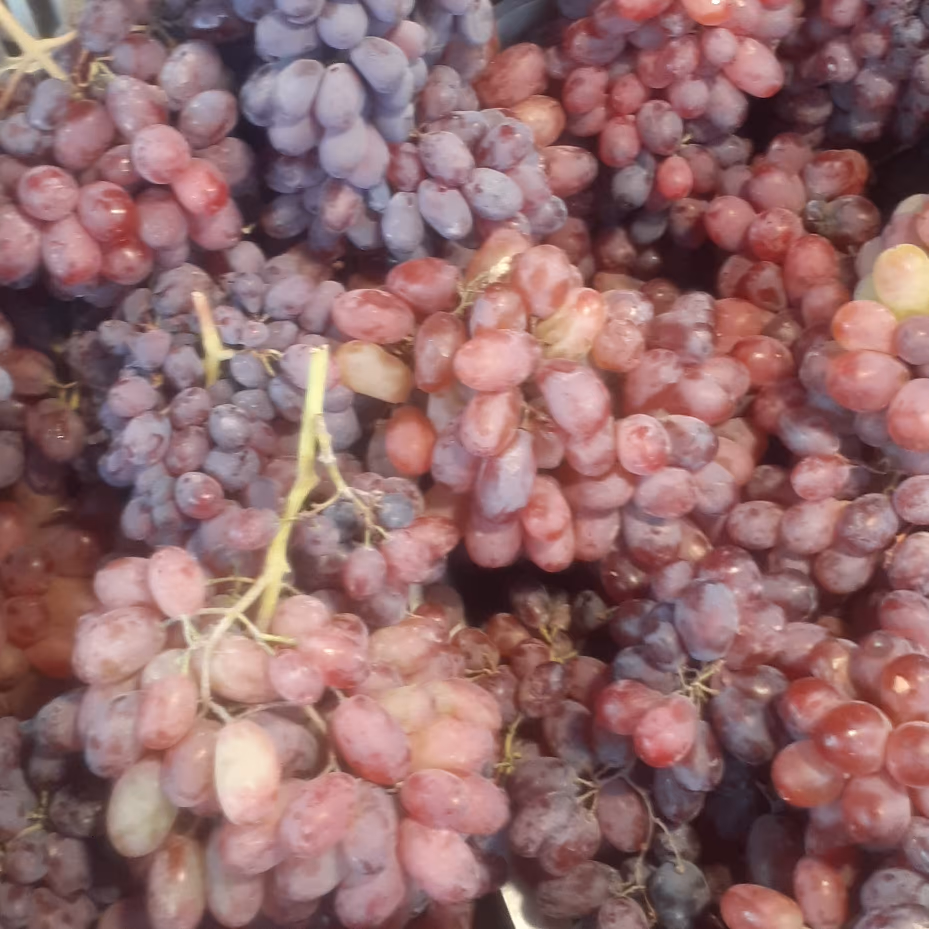 شیره انگور قرمز  زرد و سیاه مخلوط 2 کیلو دوشاب ارومیه 1402