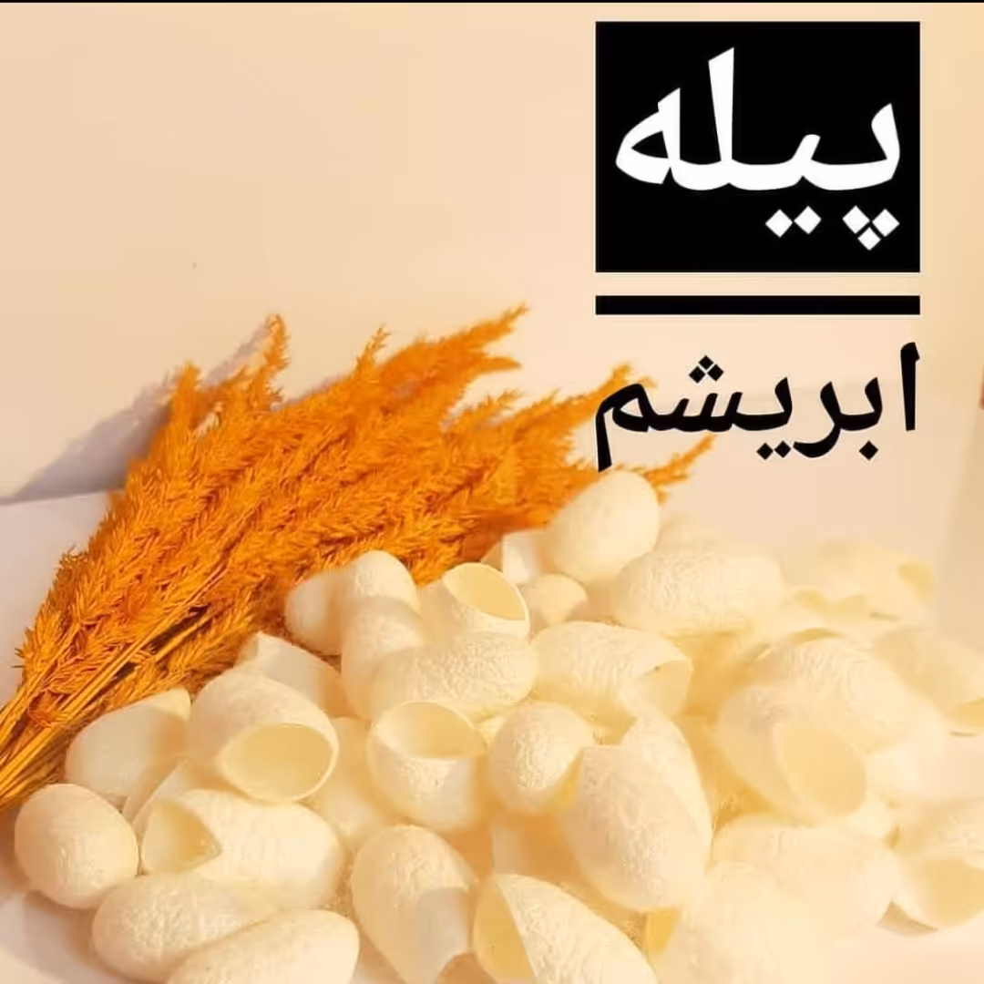 پیله ابریشم 