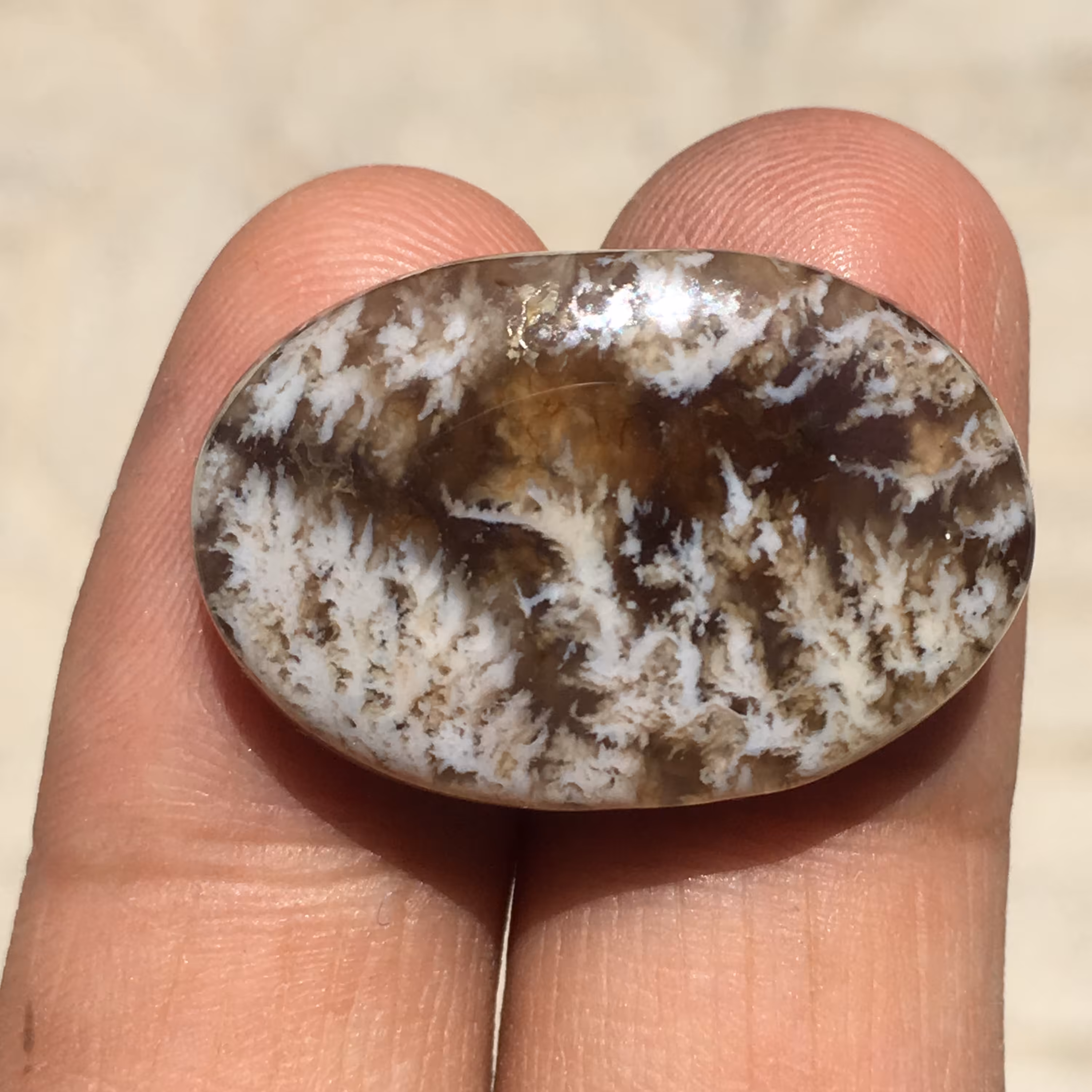 نگین زیبای شجر بهاری زمینه عسلی