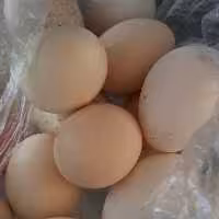 تخم مرغ لری اصیل