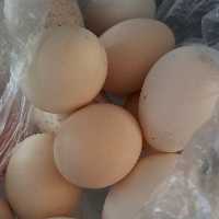 تخم مرغ لری اصیل