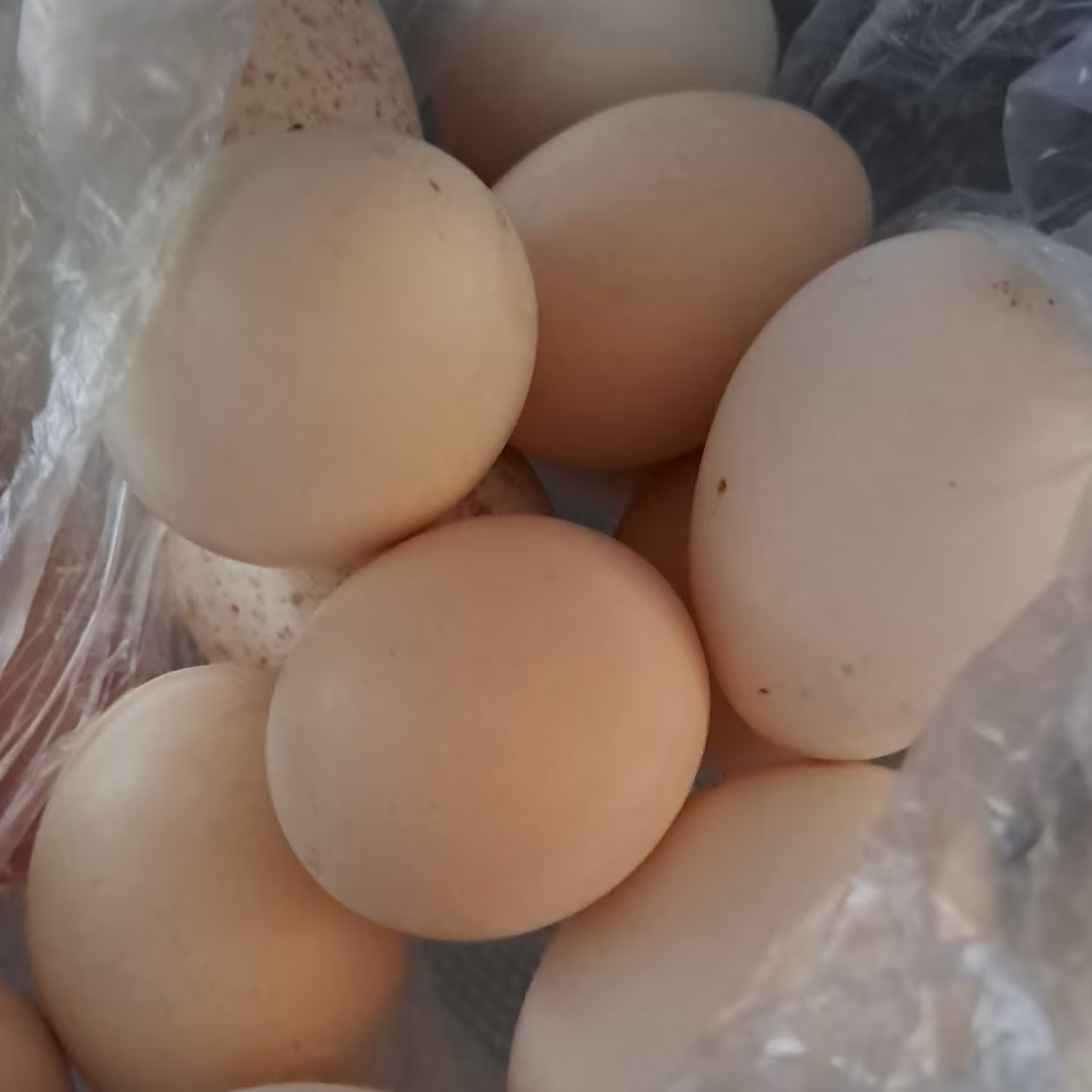 تخم مرغ لری اصیل