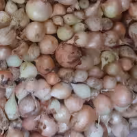 پیاز کوچلوی ترشی و اش محصولات خانگی و درجه یک شیوا