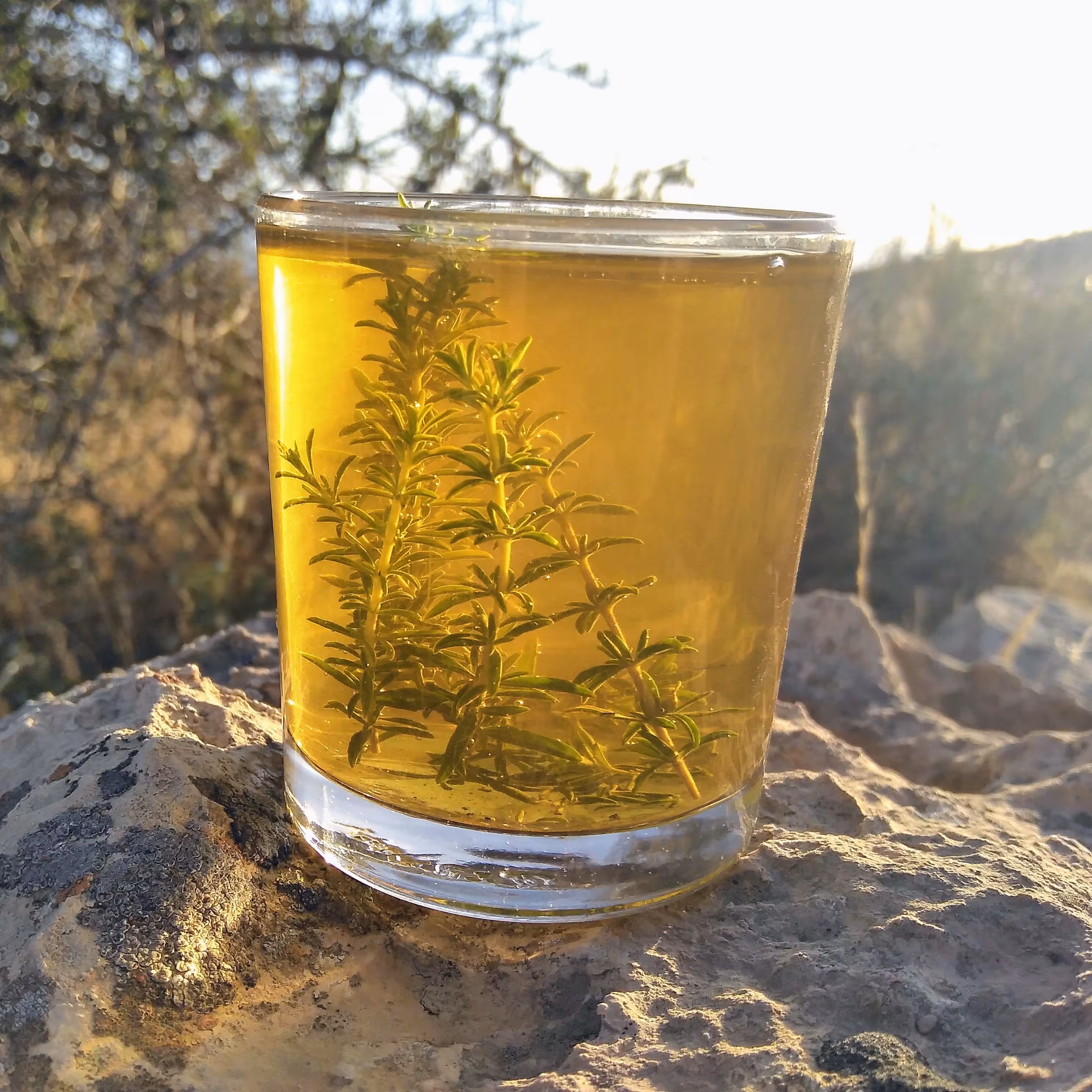 آویشن کوهی برگ باریک (250 گرمی)