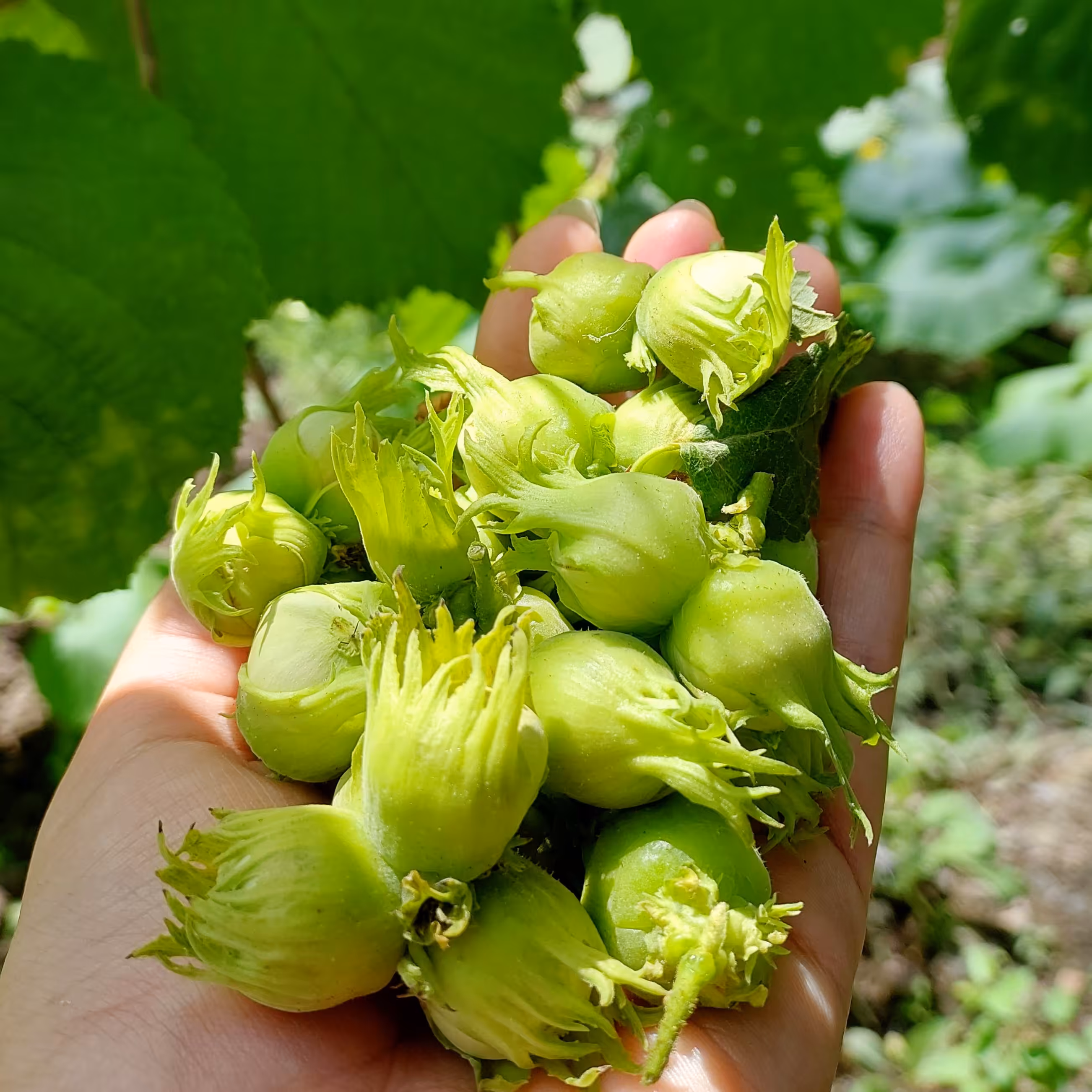 فروش فوق العاده فندق نوبرانه تازه و با کیفیت دِیلمانا