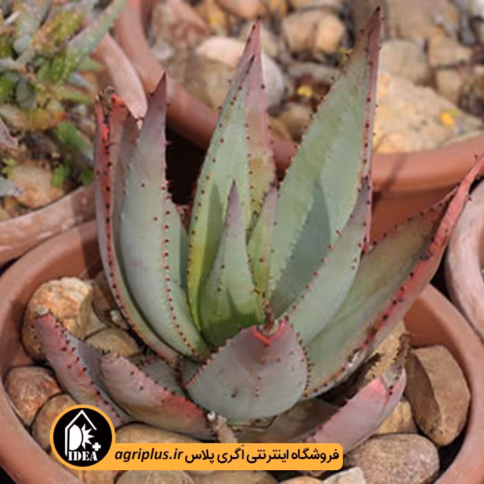 بذر کاکتوس Aloe Reitzii