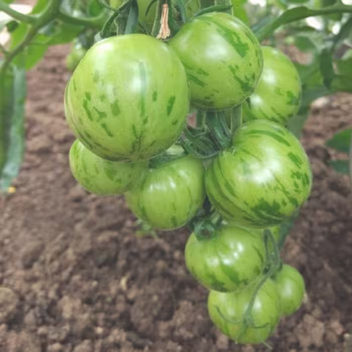 بذر گوجه فرنگی سبز درختی