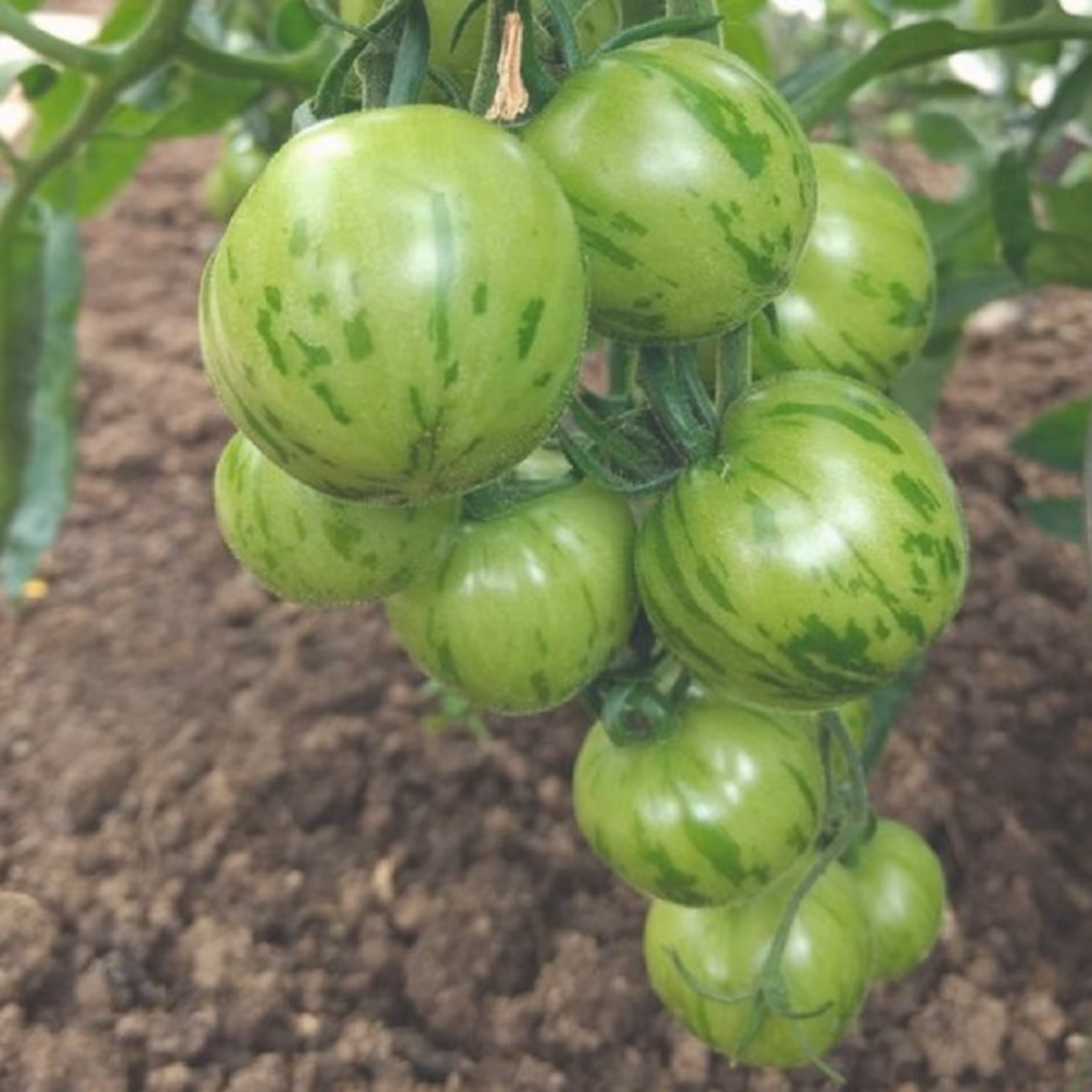 بذر گوجه فرنگی سبز درختی