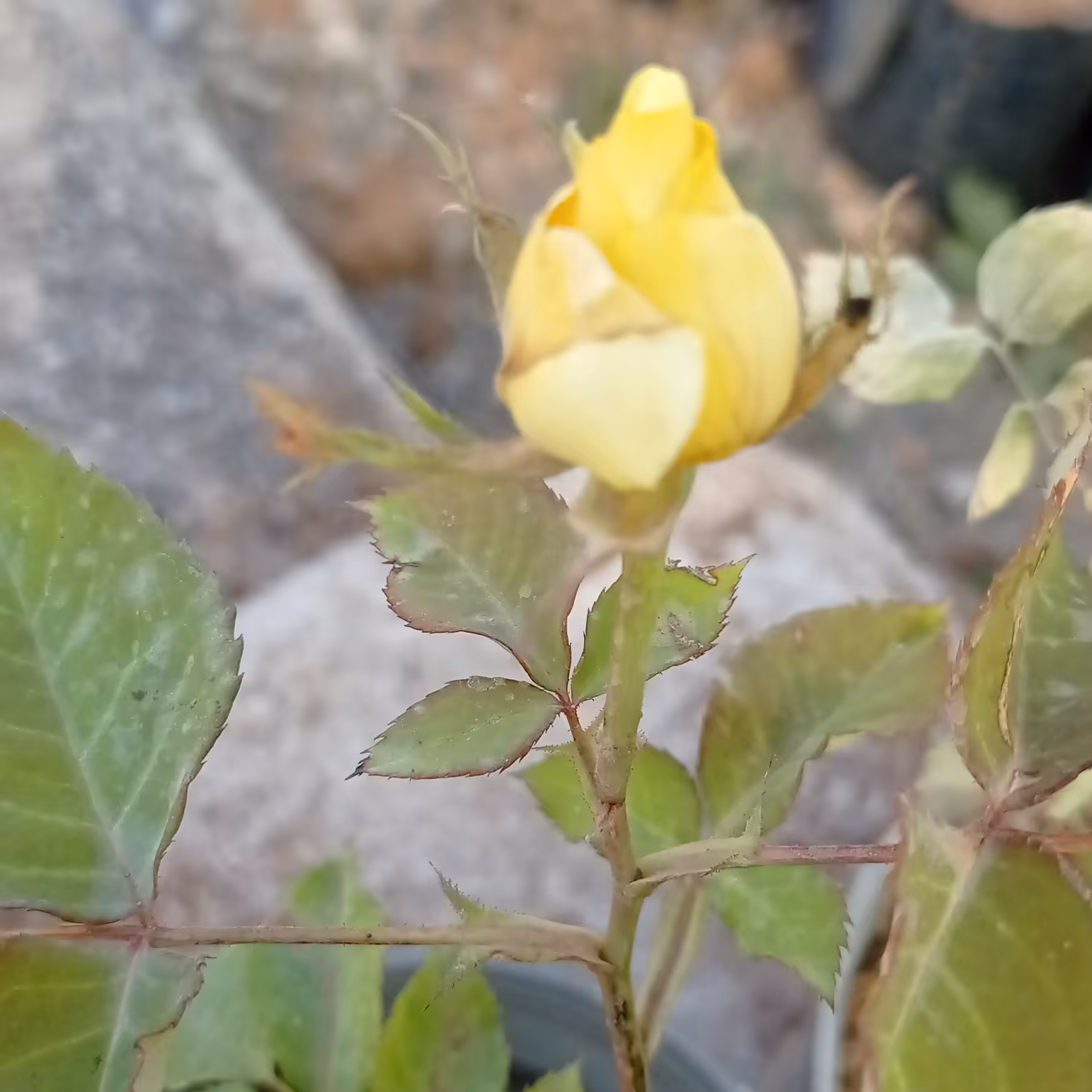 گل گلدانی  رز  رنگی 