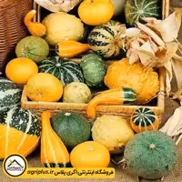 بذر کدو زینتی میکس مولر