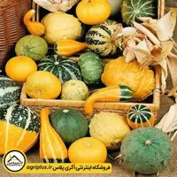 بذر کدو زینتی میکس مولر