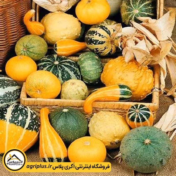 بذر کدو زینتی میکس مولر