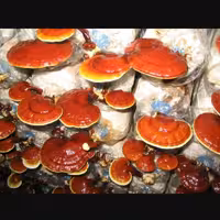 پکیج آموزشی قارچ گانودرما