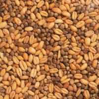 گندم شاهدانه 250گرم