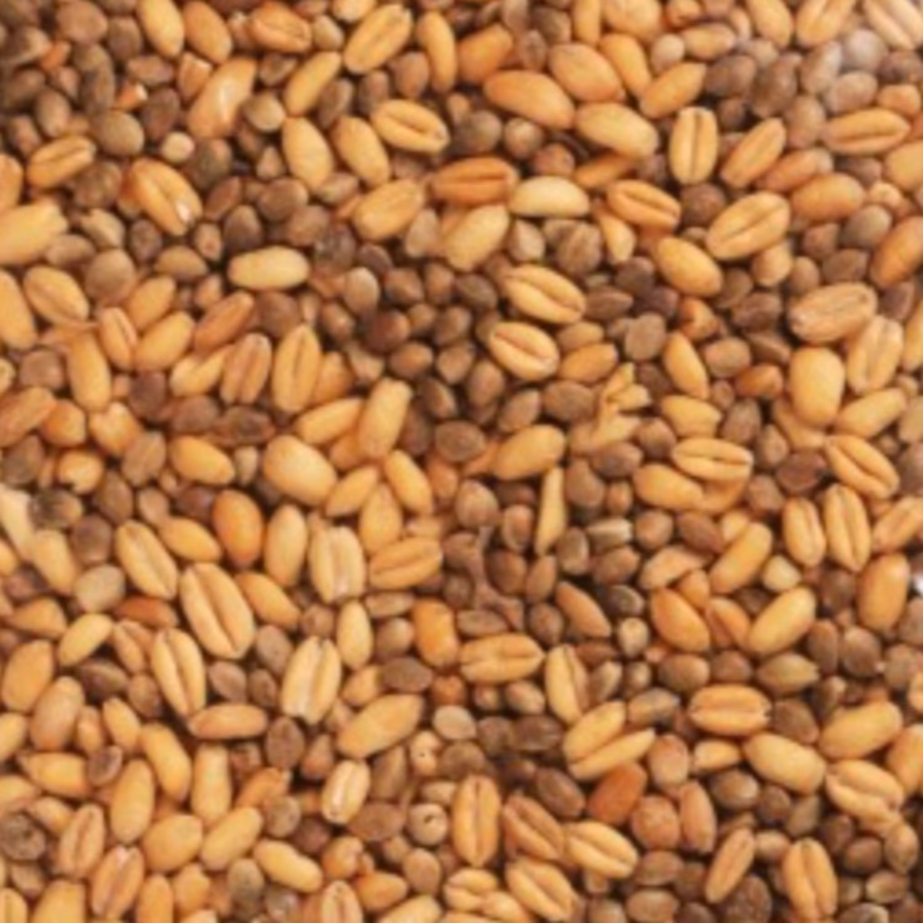 گندم شاهدانه 250گرم