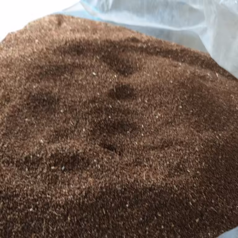 بذر گل مغربی  پابلند زرد با قوه نامیه بالا مخصوص کاشت  و  روغن گیری   1  کیلویی 