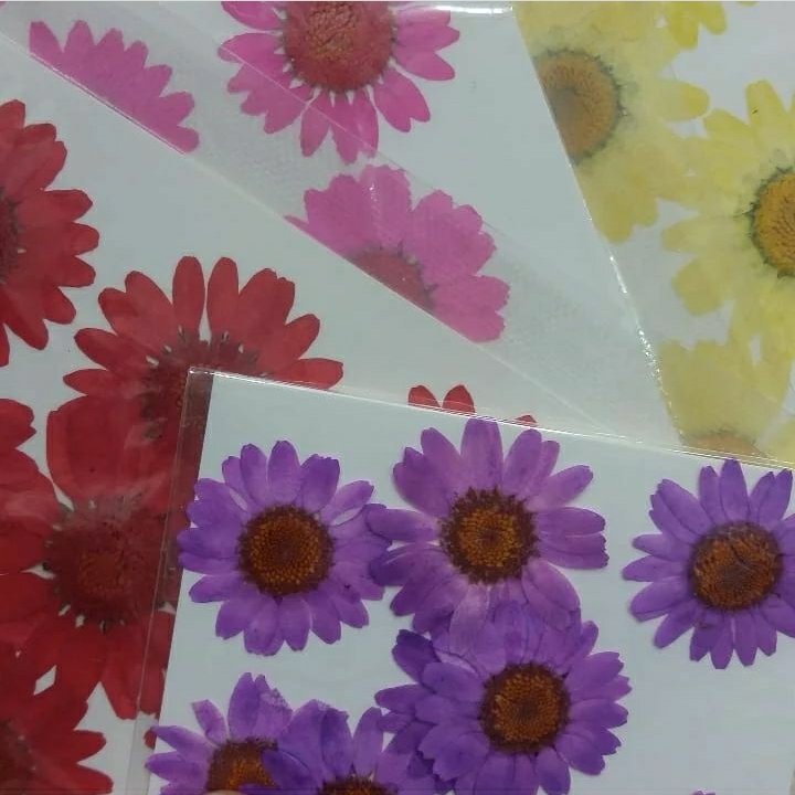 بابونه وارداتی پرس شده رنگی