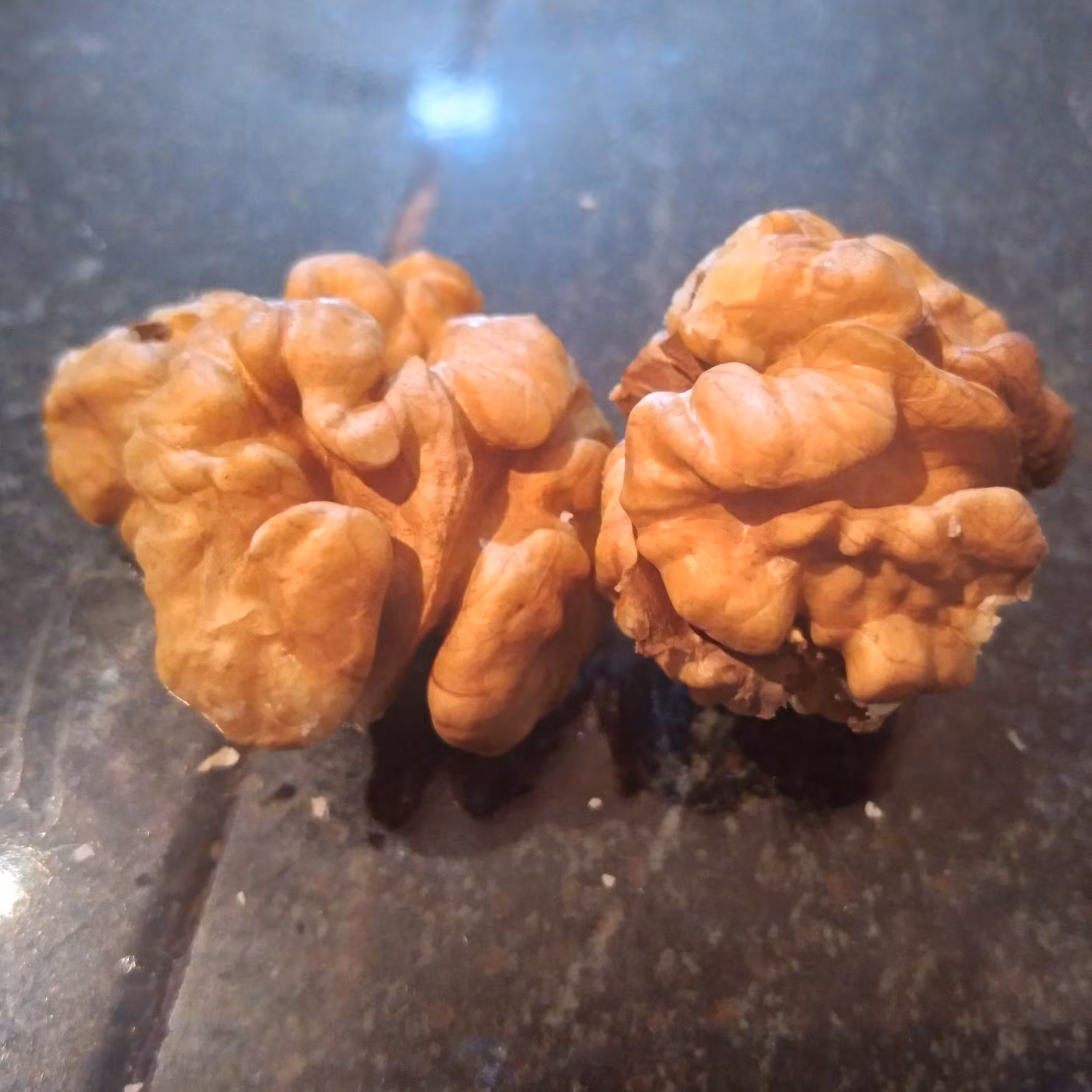 گردوی ناب الشتر