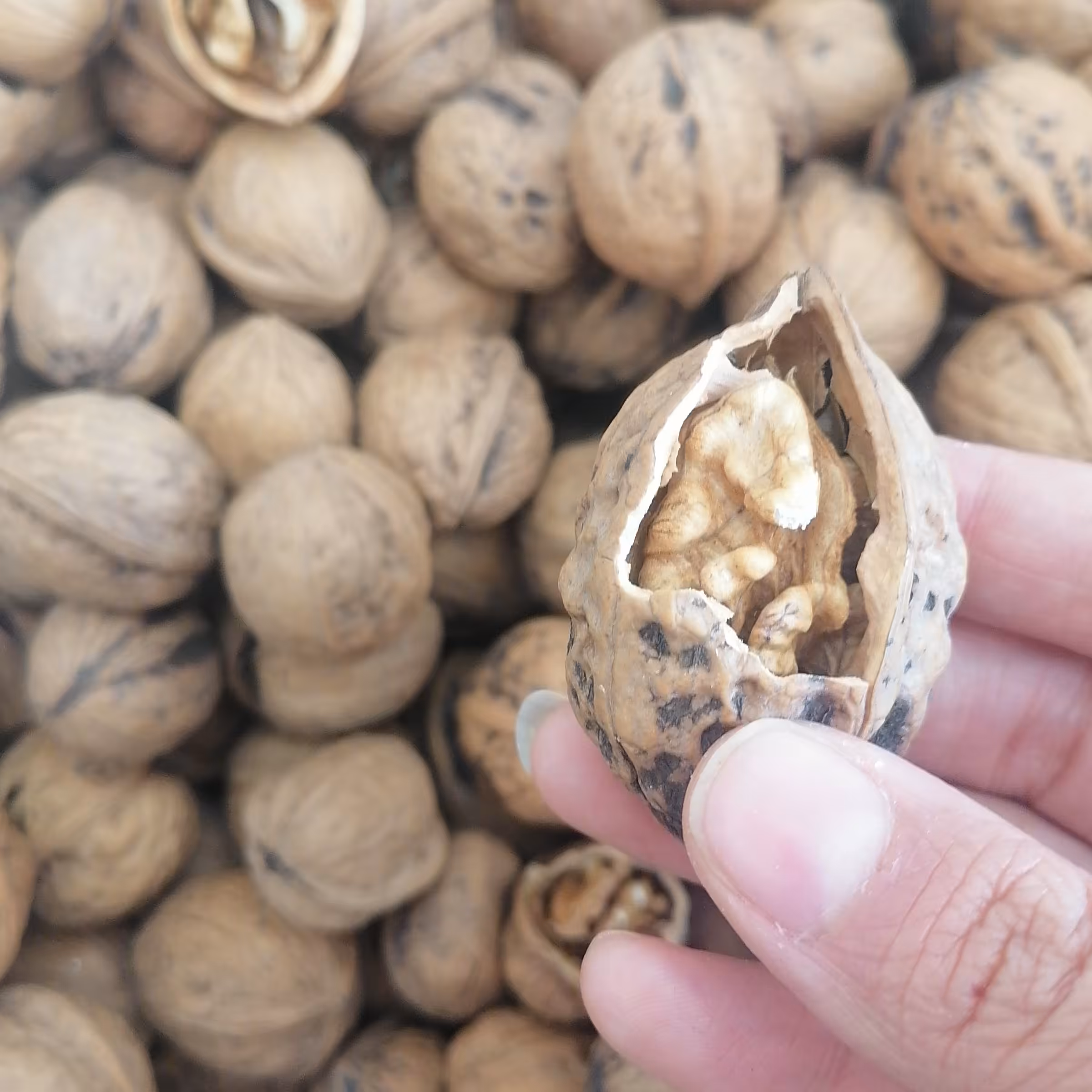 گردو پوست کاغذی محصول دماوند