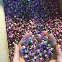 غنچه گل محمدی اعلاء صادراتی ( یک کیلوگرم)