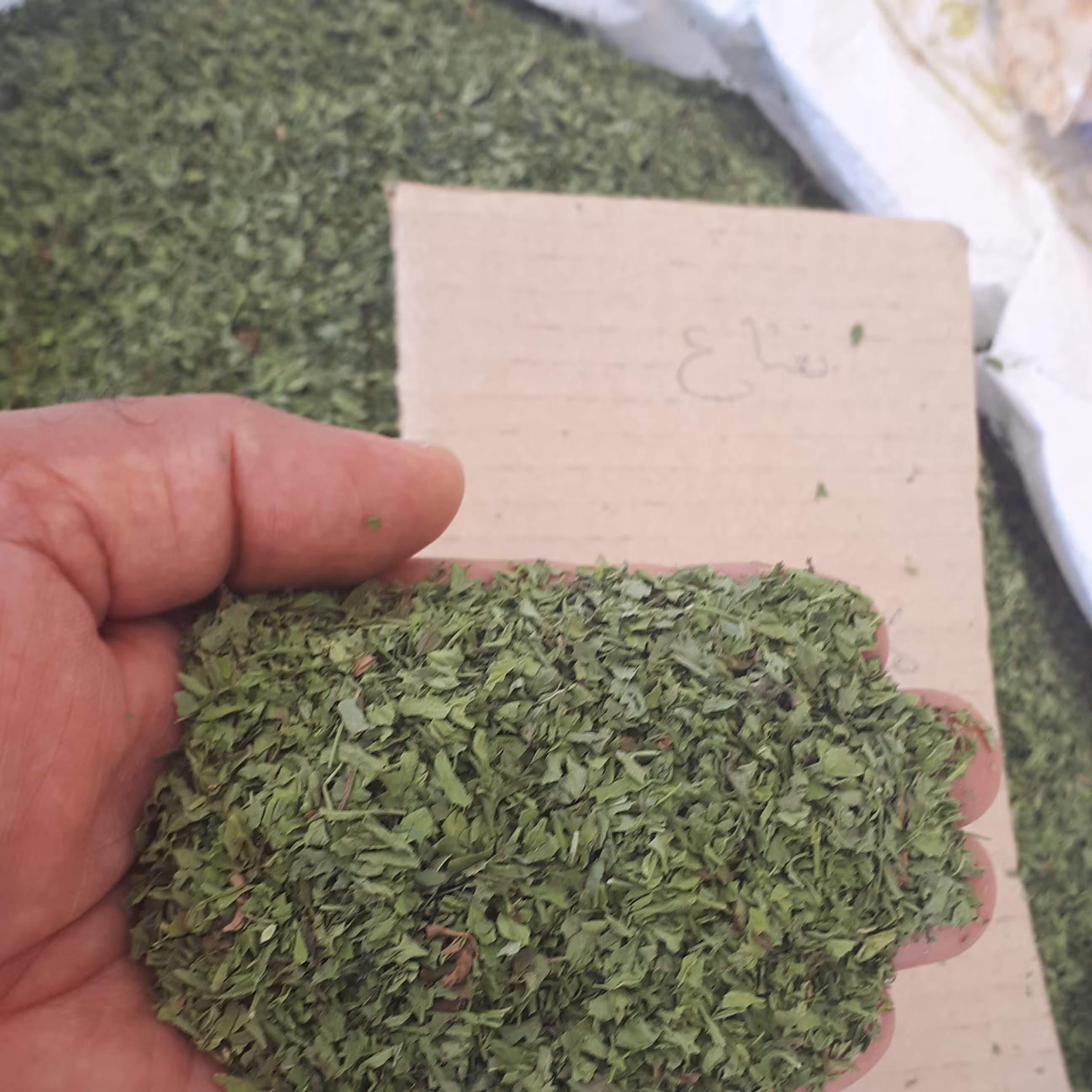  سبزی نعنا خشک