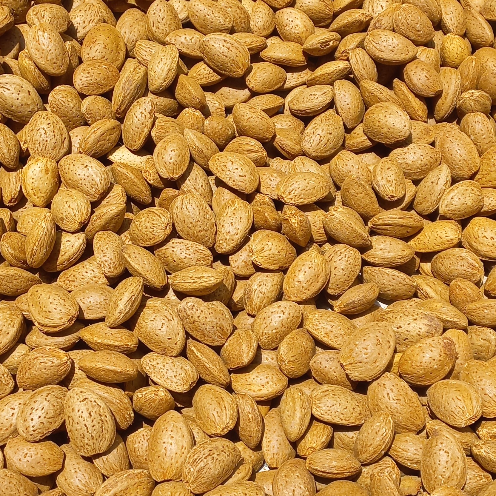 بادام سنگی