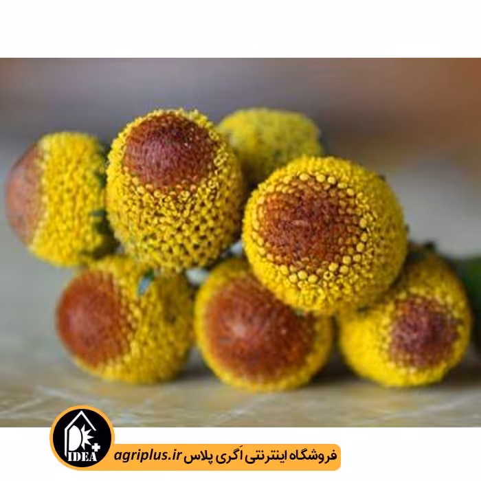 بذر گل اسپیلانتس