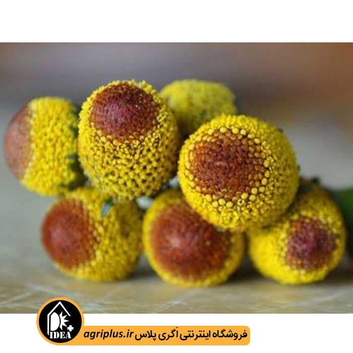بذر گل اسپیلانتس