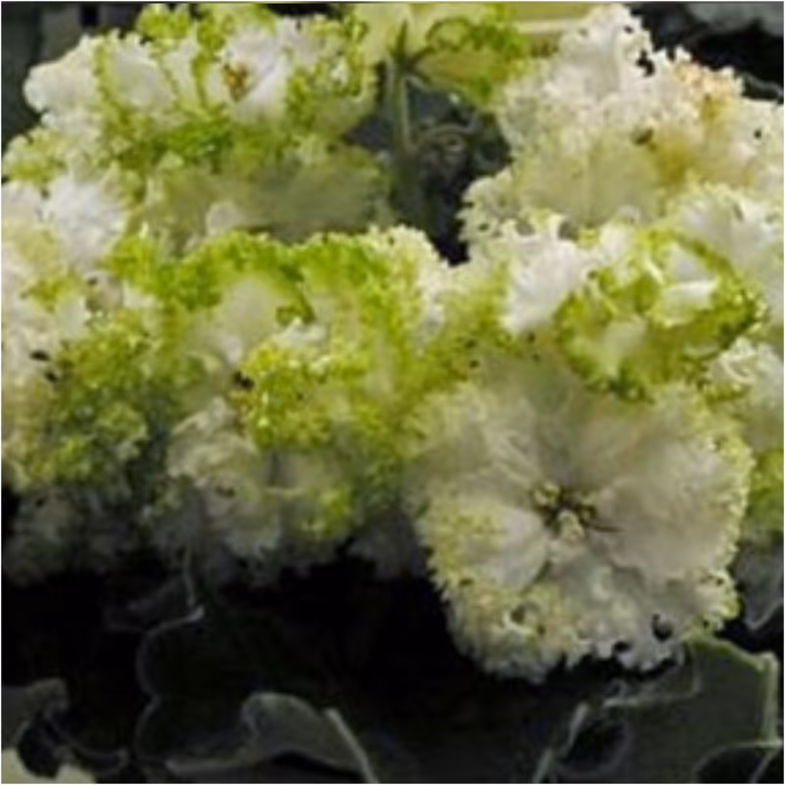 برگ بنفشه آفریقایی کد 207 تازه بریده شده آماده قلمه زنی در بستر پرلیت و پیت ماس ، قطر برگ حدود  4  در  5 سانت