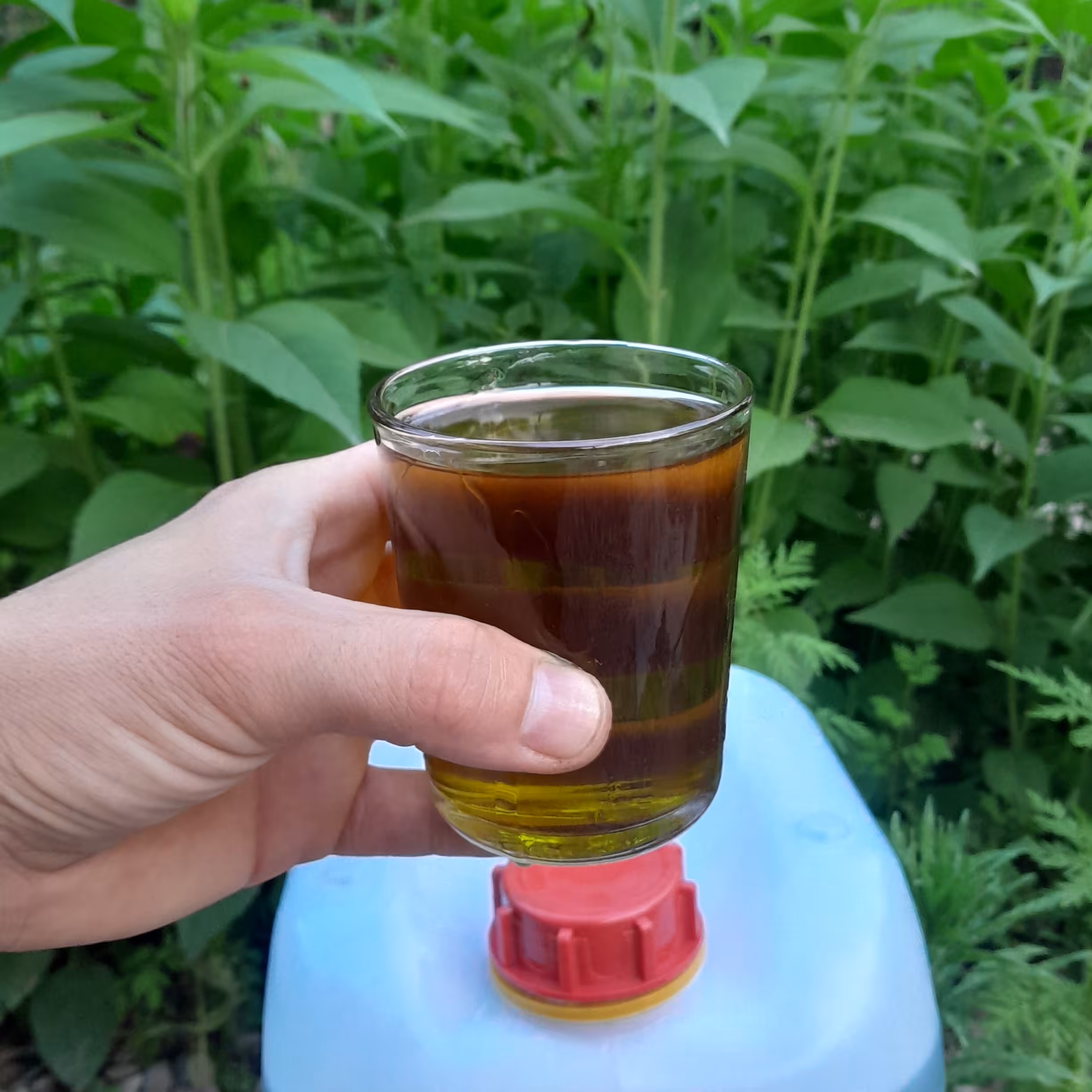 روغن زیتون فرابکربابوپرس سرد( گالن14لیتری ) تضمین کیفیت از باغدار خرید کنید روغن زیتون خالص روغن زیتون بابو روغن زیتون