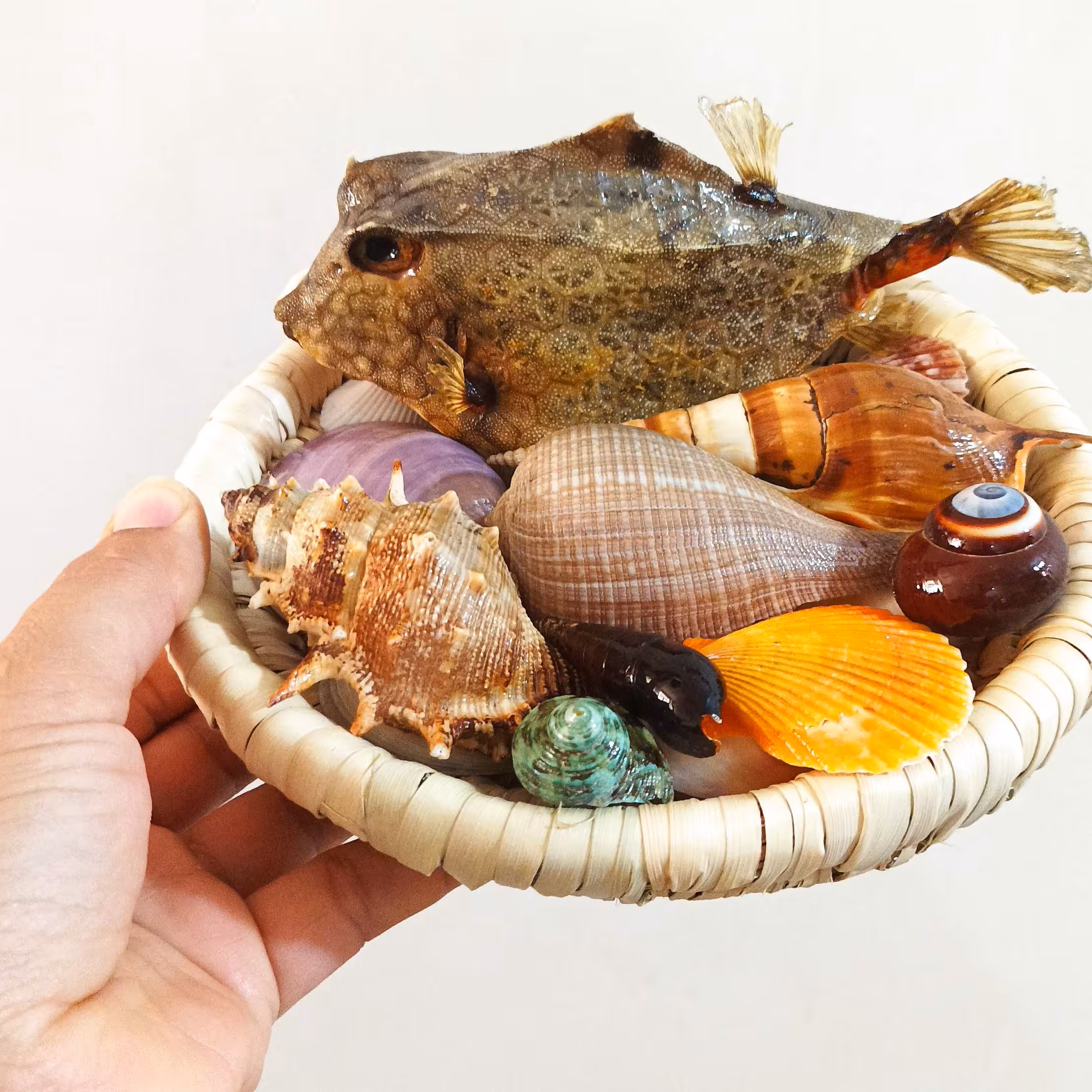 یک پک زیبای دریایی با صدفهای کاملا طبیعی مناسب تزیینات