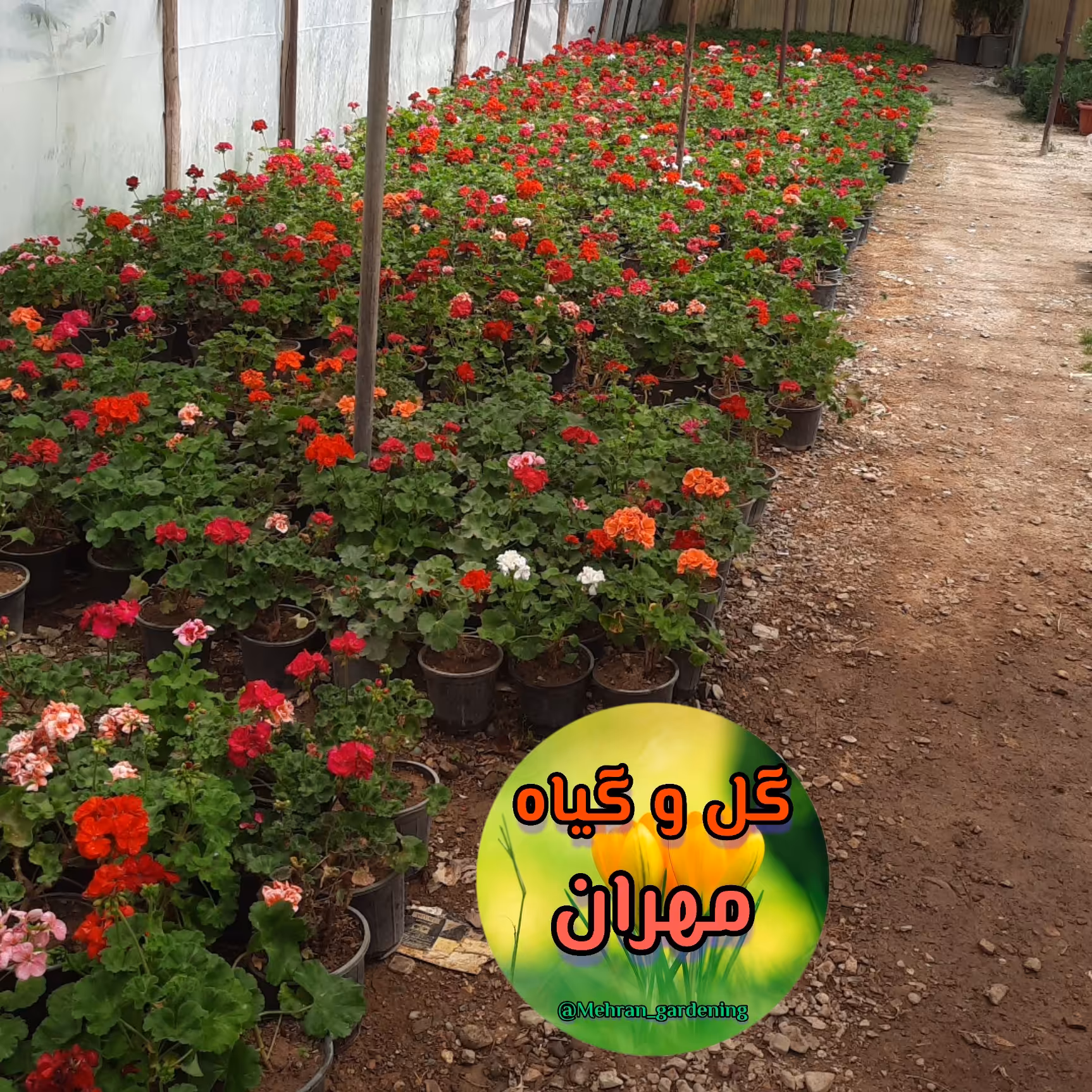 گیاه شمعدانی هلندی ریشه پر در رنگ های متنوع 