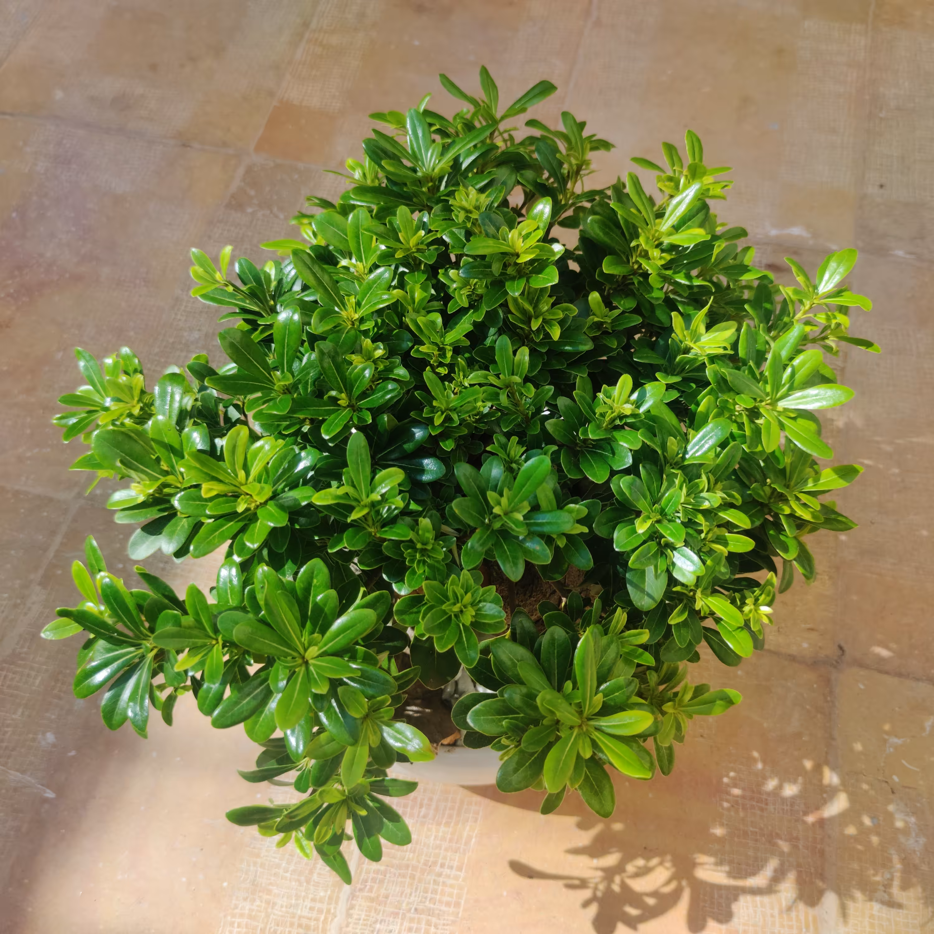 شبه بونسای پیتستروم سایز بزرگ